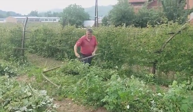 Kako nakon berbe najbolje zaštiti malinjake 