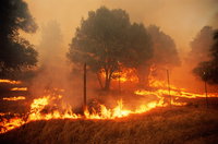 Tűzvész: megint több tízezer embernek kell elhagynia az otthonát Kaliforniában
