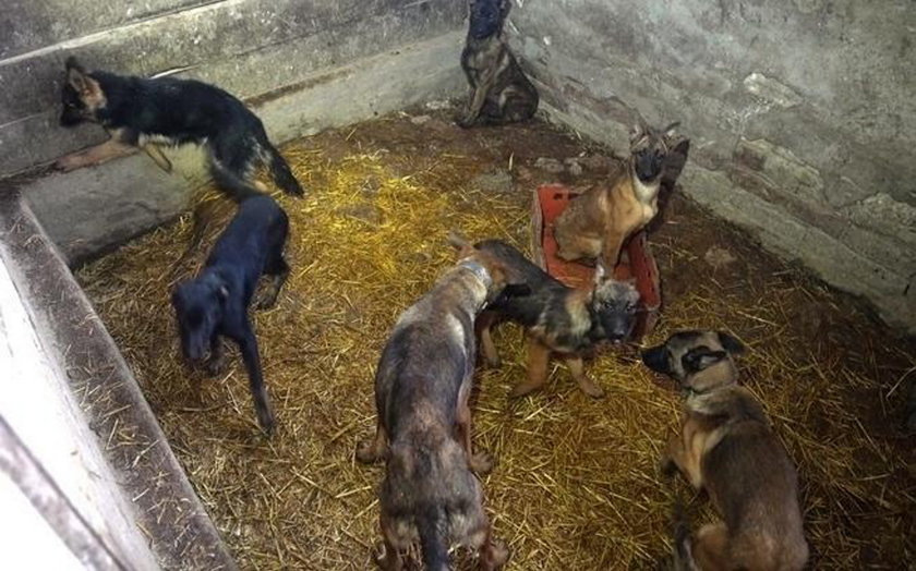 Zagłodzone niemal na śmierć. Sto psów czeka na pomoc