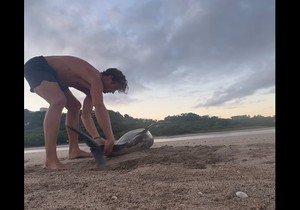 Spasavanje nasukanog delfina