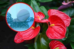 Rozpuść jedną tabletkę, a anturium wspaniale zakwitnie. 'Odżywkę' dostaniesz w aptece