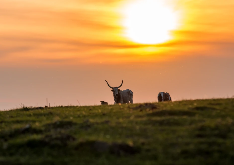 Koviljski rit rezervat prirode foto Nenad Mihajlovic (5)