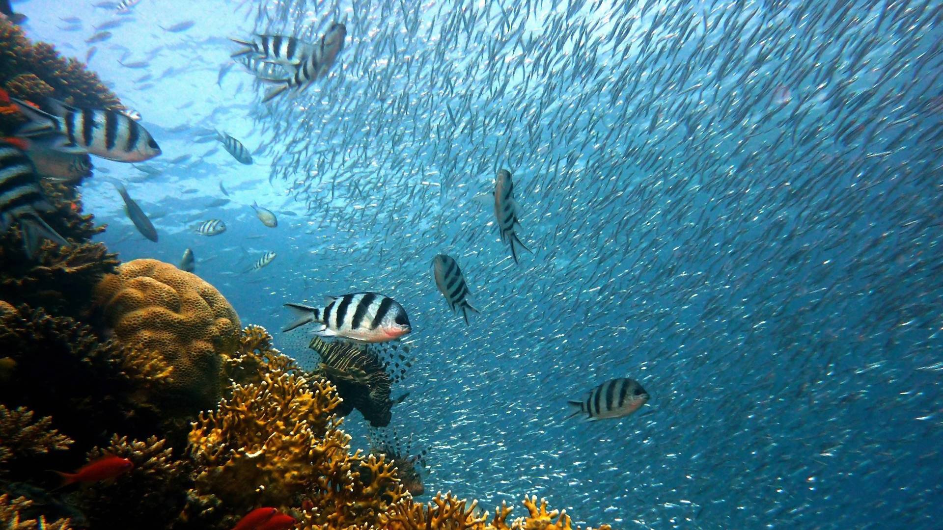 Ľudský zvuk škodí oceánom rovnako ako rybolov, znečistenie či klimatická kríza, tvrdia vedci