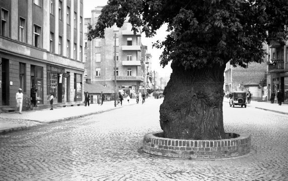 Gdynia ulica Portowa w 1932 r. z słynnym dębem, widok w kierunku Placu Kaszubskiego. Drzewo rosnące pośrodku ulicy to rzadki okaz - szeroka ulica biegnąca w stronę portu, a na środku rozłożysty dąb, wokół którego nagle wyrosło miasto