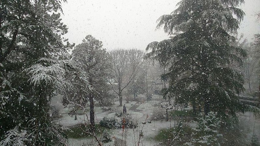 Zimska idila u neobičnoj šumi