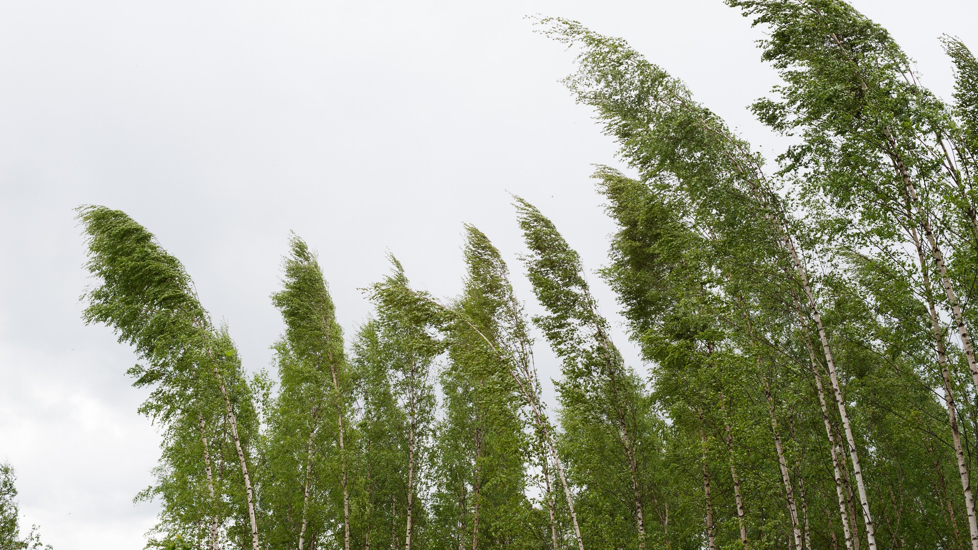 Vo viacerých okresoch Slovenska sa môže vyskytnúť silný vietor. (ilustračné foto)