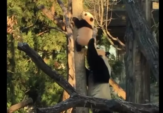 Panda wdrapała się na pierwsze drzewo, ale nie potrafiła zejść. Z pomocą przyszła jego matka