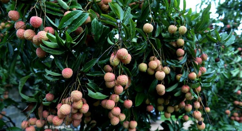 The Indian Encephalitis outbreak has been linked to a toxin found in lychees, which grow abundantly in Muzaffarpur