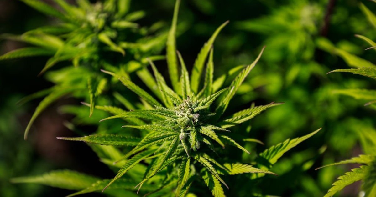 Kenya and Tanzania join forces in search of millionaire bhang farmer - Vimarsana News