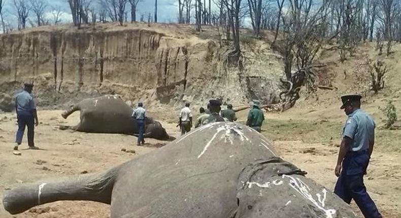 Zimbabwe arrests editor, reporters over elephant poaching story