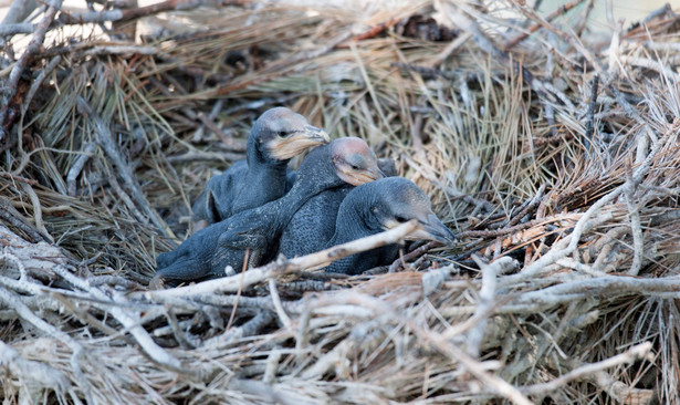 Młode kormorany w gnieździe