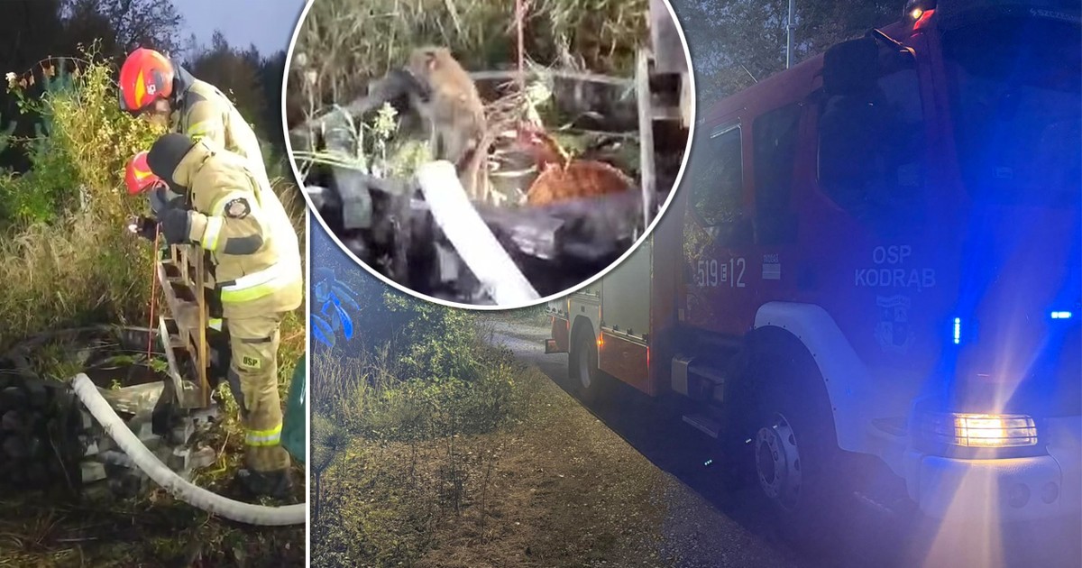 Pies i lis razem w potrzasku. Strażacy aż się wzruszyli. "Przytulone do siebie, wychłodzone..."