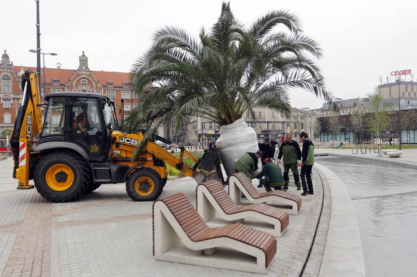 Palmy powrocily na Katowicki rynek