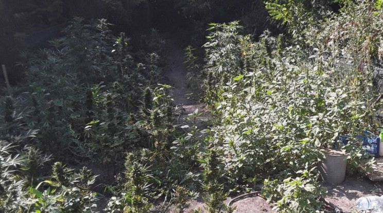Kannabiszt termesztett a Fidelitas egyik hódmezővásárhelyi vezetője /Fotó: Police.hu