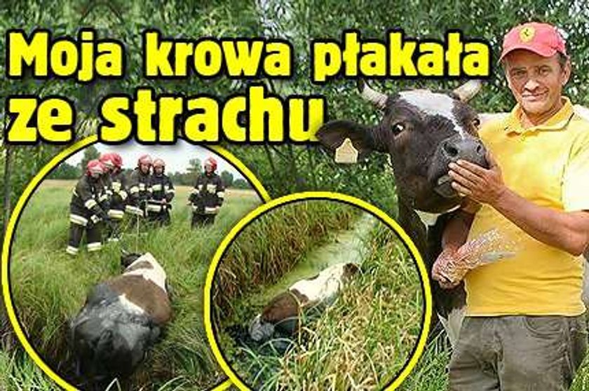 Ta krowa płakała ze strachu