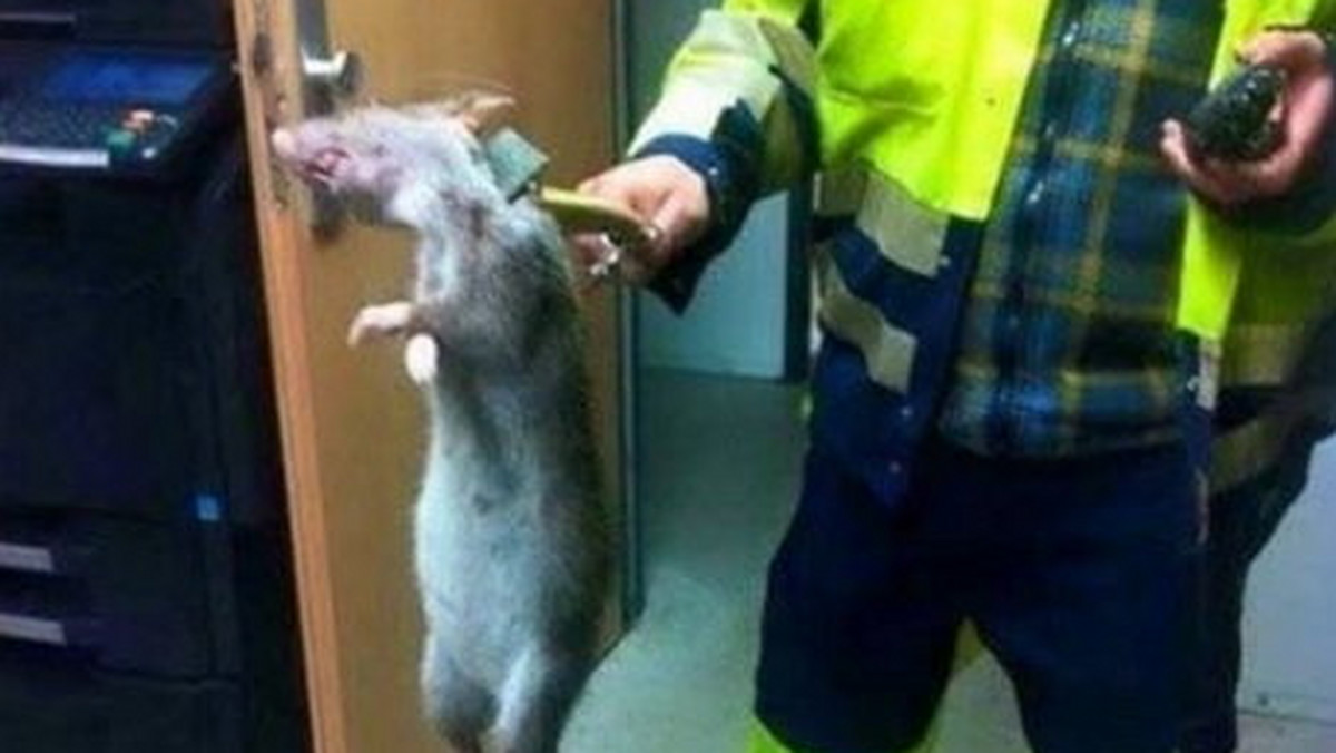 Niedaleko jednej z londyńskich stacji znaleziono niedawno szczura, który był większy od domowego kota. "Na krakowskich ulicach widziałam bardzo podobnego" - ostrzega jedna z naszych czytelniczek.