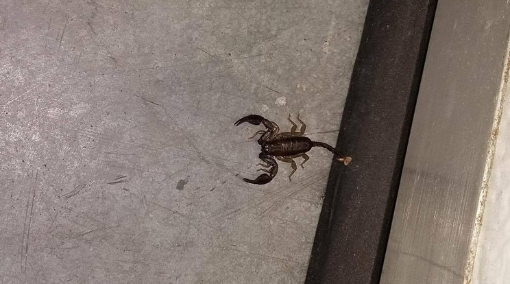 A skorpió egy franciaországi szállítmánnyal érkezett, a budapesti cégnél hatalmas pánikot keltett. /Fotó: Olvasóriporter