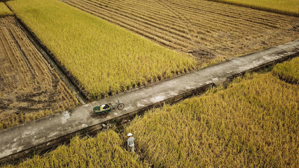 uprawy ryżu w Chinach