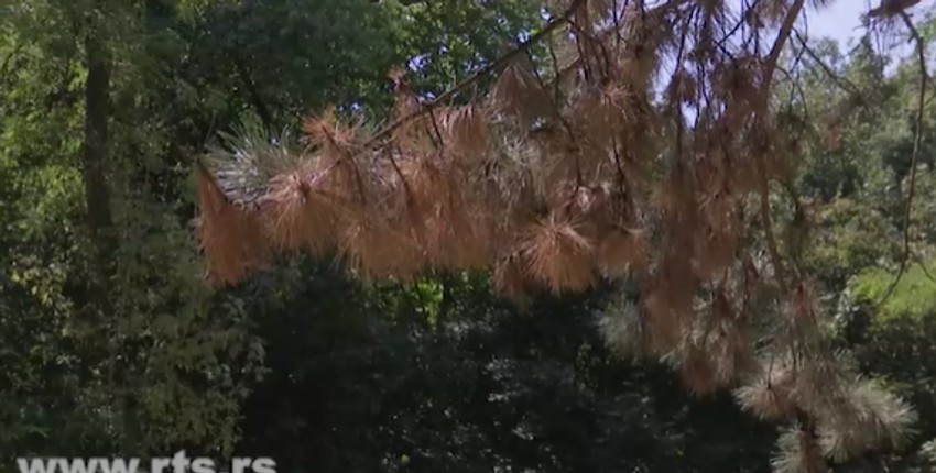 Mikroklimatske promene usled urbanizacije dodatno pogoršavaju stanje biljaka