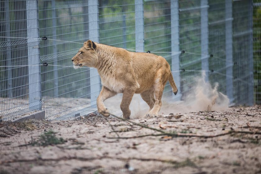 Zoo znów będzie czynne