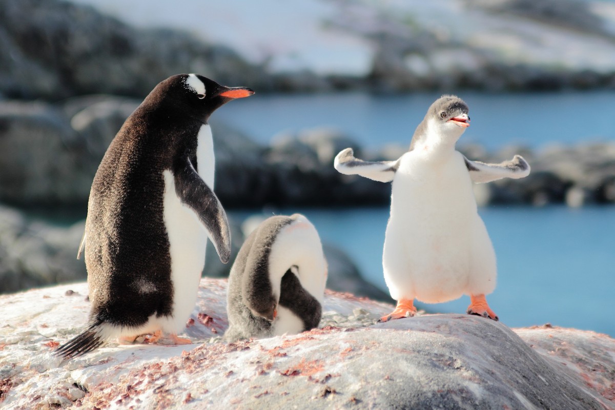 Strongest,Gentoo,Penguin,Cute,Funny,Baby,Chick,Mummy,Mom,Penguins
