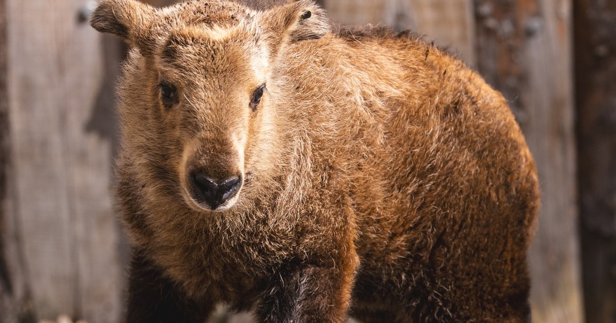 Takiny złote czują się u nas jak w Himalajach!