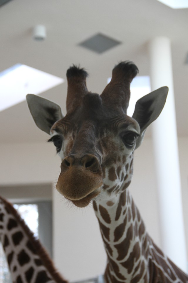 Malman, Denar i Malik - żyrafy z krakowskiego zoo