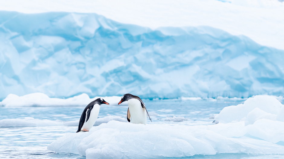 Pingwiny tracą swój habitat