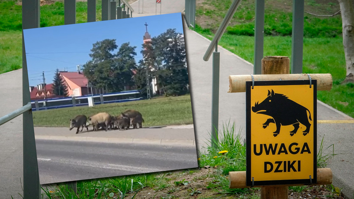 Kraków. Rodzina dzików biegała w pobliżu pętli tramwajowej [WIDEO]