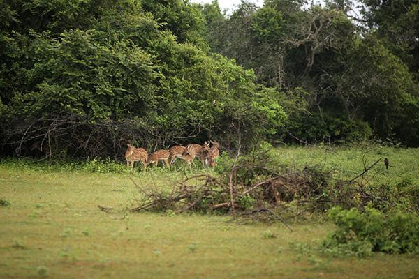 Galeria Sri Lanka - bogactwo fauny i flory, obrazek 21