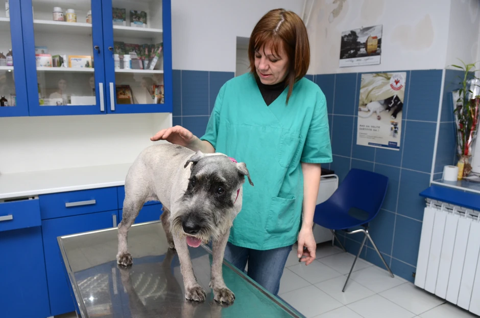 Iz "Veterine Beograd"