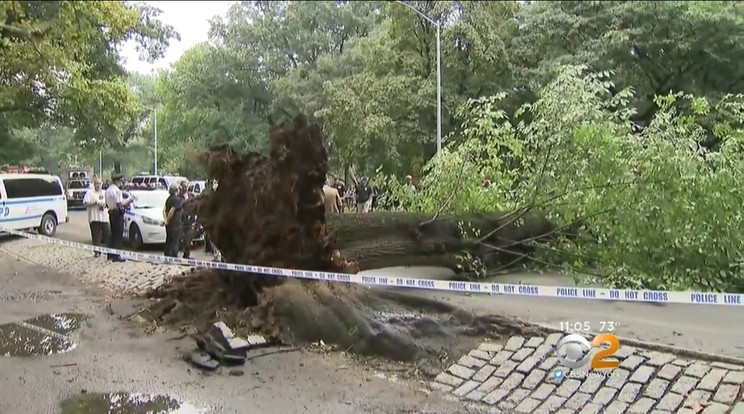 Ez a hatalmas tölgy zuhant a három gyerekével sétáló nőre / Fotó: YouTube - CBS