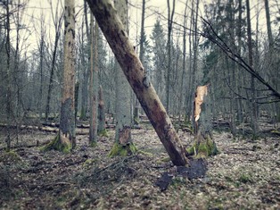 Resort środowiska: W Puszczy Białowieskiej trzeba wyciąć suche drzewa. Powodują zagrożenie pożarowe