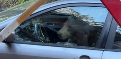 Niedźwiedź zatrzasnął się w samochodzie i ... zostawił po sobie niemiłą niespodziankę [WIDEO]