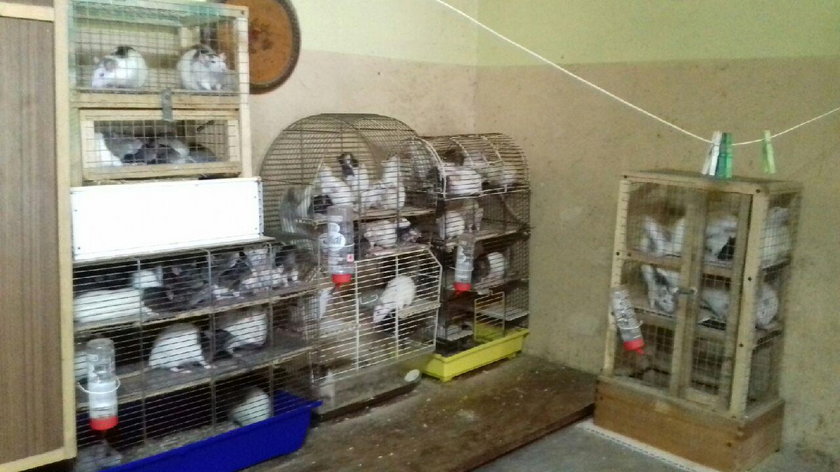 130 szczurów w kawalerce