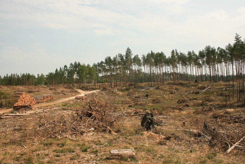 Rok po nawałnicy. Okolice Wysokiej Zaborskiej