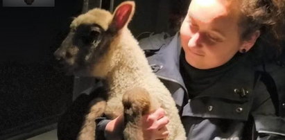 Policja aresztowała owieczkę? Poruszające zdjęcie