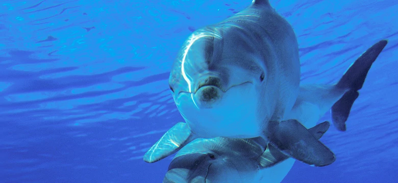 Japoński delfin atakuje ludzi. Sześć osób rannych