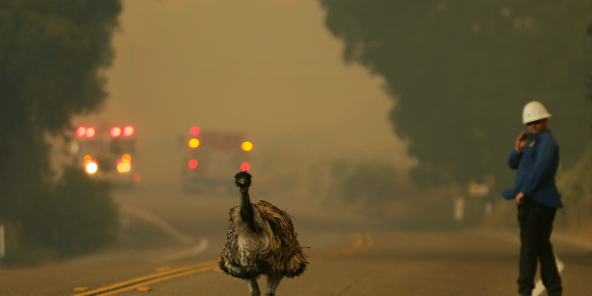 An emu runs to escape an approaching wildfire near Potrero, California.