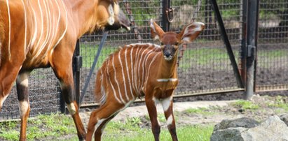 Wyjątkowe urodziny w warszawskim zoo!