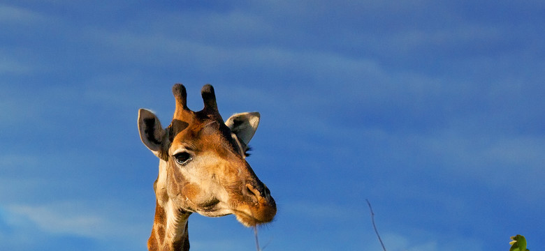 Kolejna żyrafa zagrożona w Danii. Czy zoo zabije drugiego Mariusa?