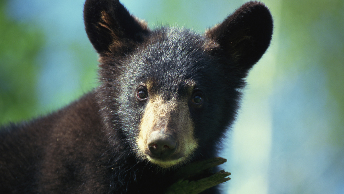 Szwajcarski ogród zoologoczny, który poddał eutanazji małego niedźwiadka zaskakuje kolejny raz. Władze placówki zapowiedziały, że miś zostanie zachowany i wystawiony na widok publiczny dla celów edukacyjnych - czytamy na stronie "The Independent".