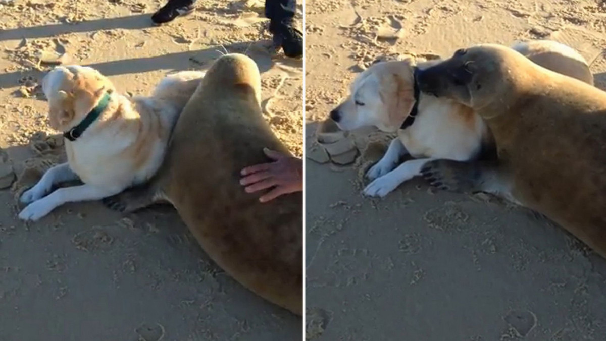 Każdy czasem potrzebuje czułości. Morski ssak przytulający psa to jednak niecodzienny widok. W 32-sekundowym klipie, zwierzak zbliża się i przytula do Labradora Golden Retrievera, który wypoczywa na plaży w asyście swoich właścicieli.