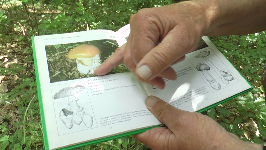 Savo poznaje sve gljive koje niču u šumama Srbije