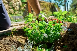 te trzy zioła można już w marcu sadzić do gruntu. są wytrzymałe na mróz