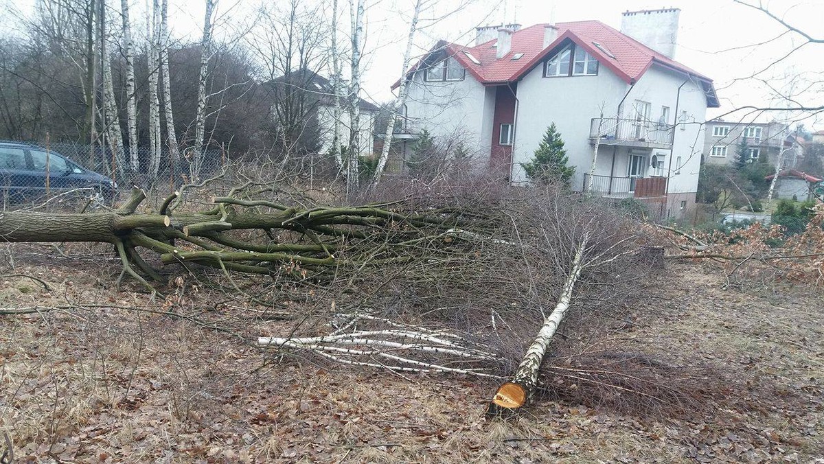 Dwoje radnych SLD prosi łodzian, by wspólnie z nimi włączyli się w walkę o zachowanie wciąż istniejących drzew na terenie miasta. Odkąd w życie weszło liberalne prawo, pozwalające ciąć na prywatnym terenie bez zezwolenia, w centrum Polski drzew ubywa każdego dnia.