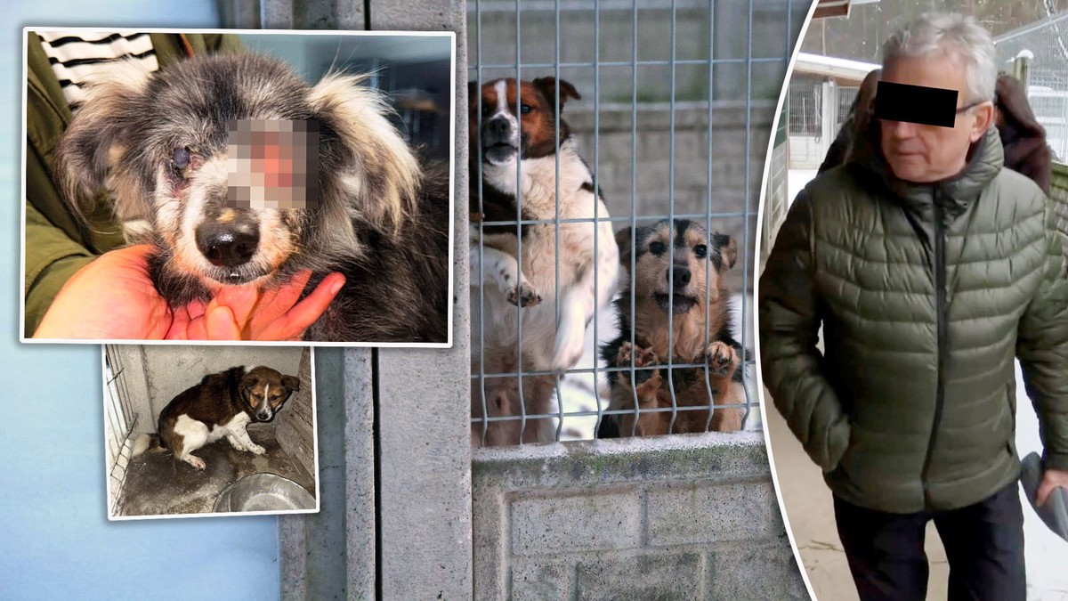 Właściciel schroniska w Sobolewie został skazany. To jednak nie jest koniec jego kłopotów