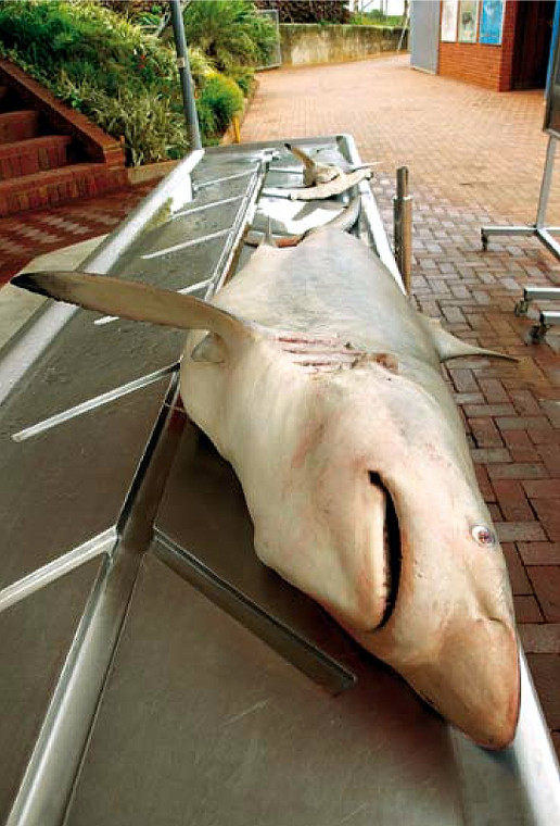 Rekin na stole sekcyjnym, Natal Shark Boards, Umhlanga, RPA