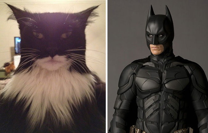 Koci Batman, fot. Reddit