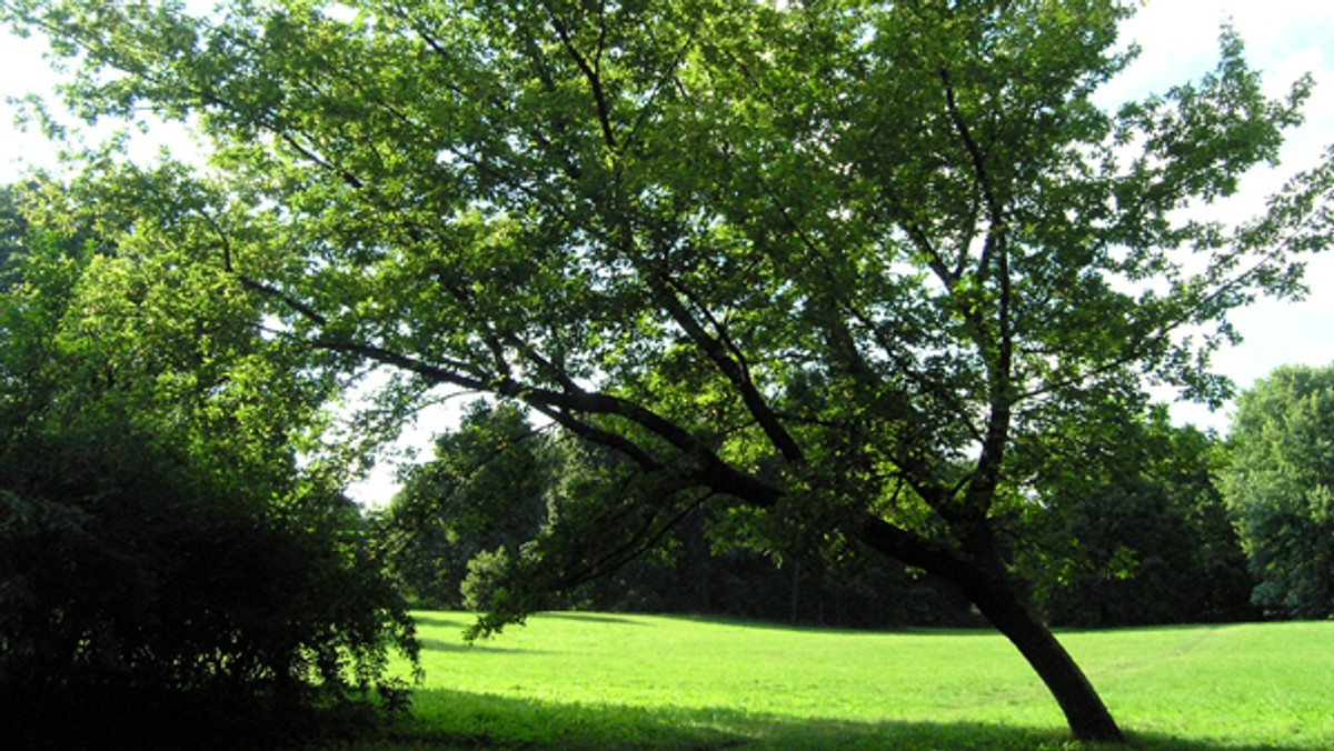 Pieniądze z budżetu obywatelskiego posłużą do tego, by rozbudować park im. Adama Mickiewicza, powszechnie nazywany Parkiem Julianowskim. Teren przy ulicy Zgierskiej, obecnie blisko 50-hektarowy, zostanie rozbudowany w kierunku zachodnim. Do parku dołączone zostanie 13 hektarów, które obecnie stanowią dziką część doliny rzeki Sokołówki.